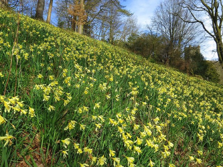 It’s about some guy who really likes flowers; Or, what it takes for a student to appreciate Wordsworth’s ‘I wandered lonely as a cloud’